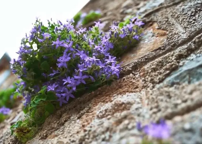 Bernik Gostinjska kuća *